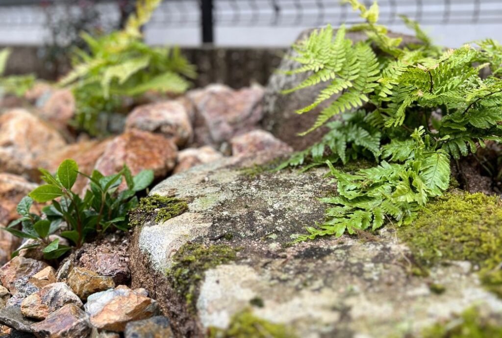 ブログ 植栽 広島 庭