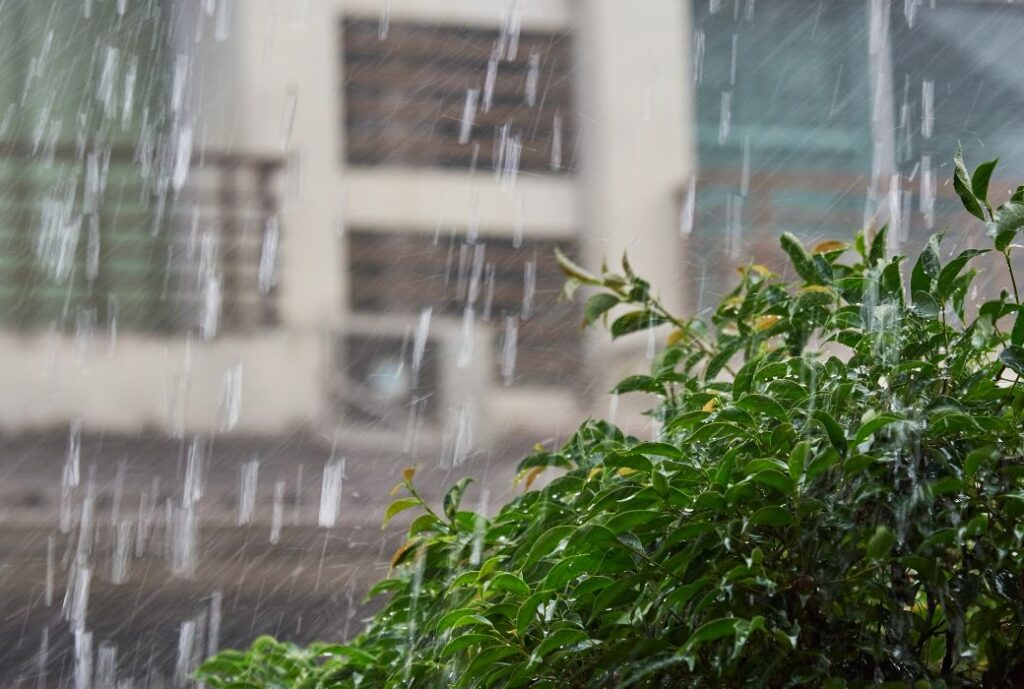 梅雨 外構 庭